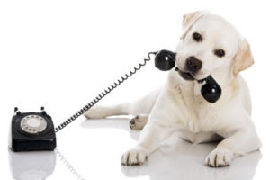 dog-telephone-grooming
