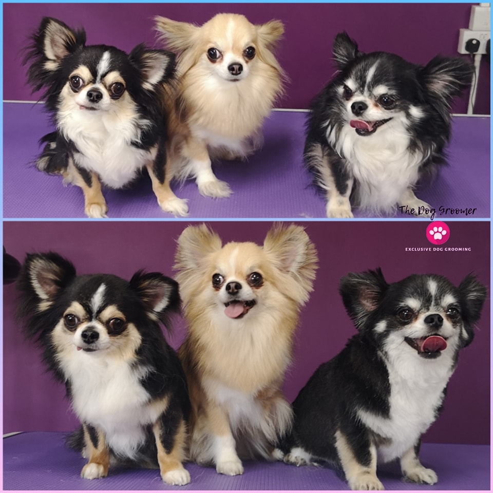 gallery 
before after dog grooming chihuahua