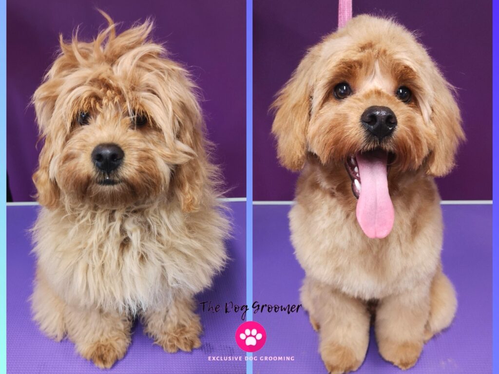 gallery
before after dog grooming
